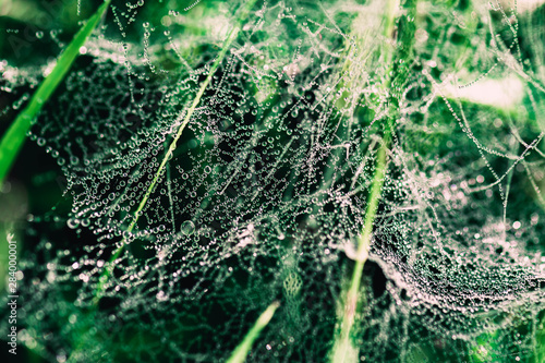 Drops of dew on a spider web on the grass. The texture of the dew closeup.