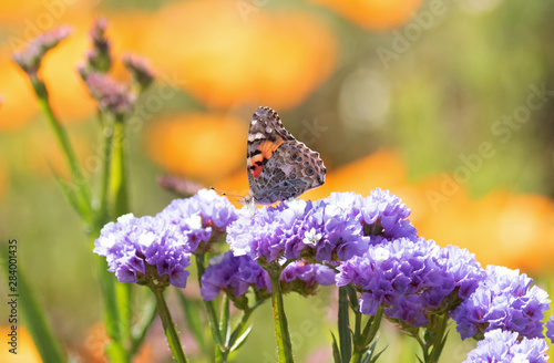 Fényképezés Original wildlife photograph of a Fritillary Butterfly feeding on some purple st