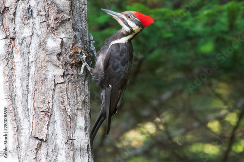 Original nature photograph of a large Pileated Woodpecker on a tree 