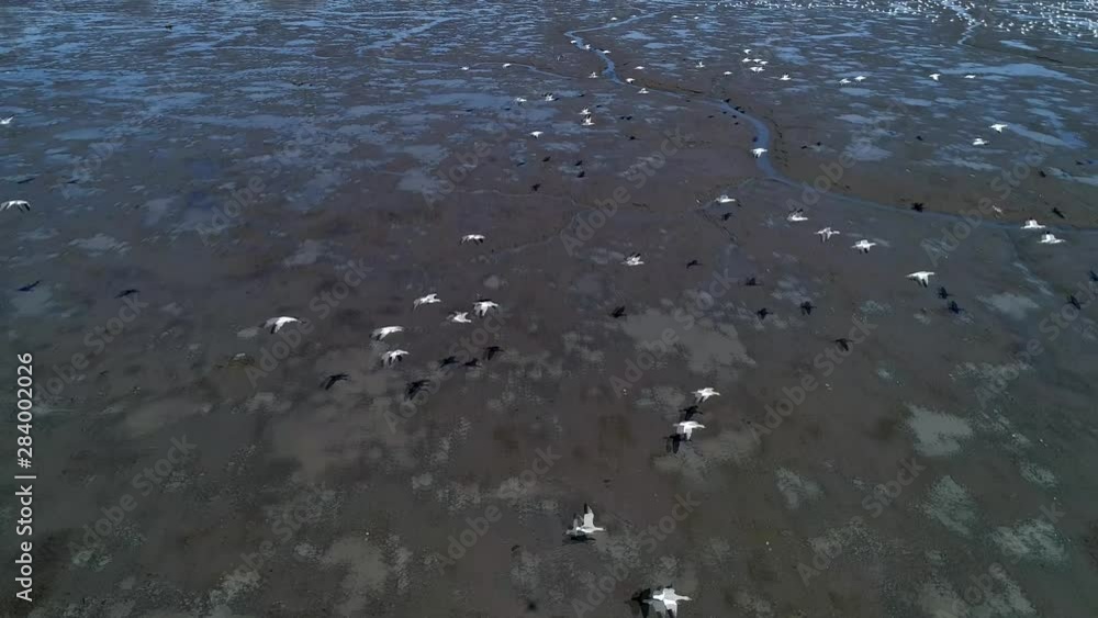 A large group of Canadian snow geese fly over a wetland. A large group of Canadian snow geese fly over a wetland.
