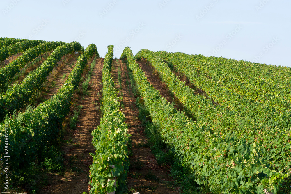 Vineyard with growing wine grapes on Italian hills, Italy