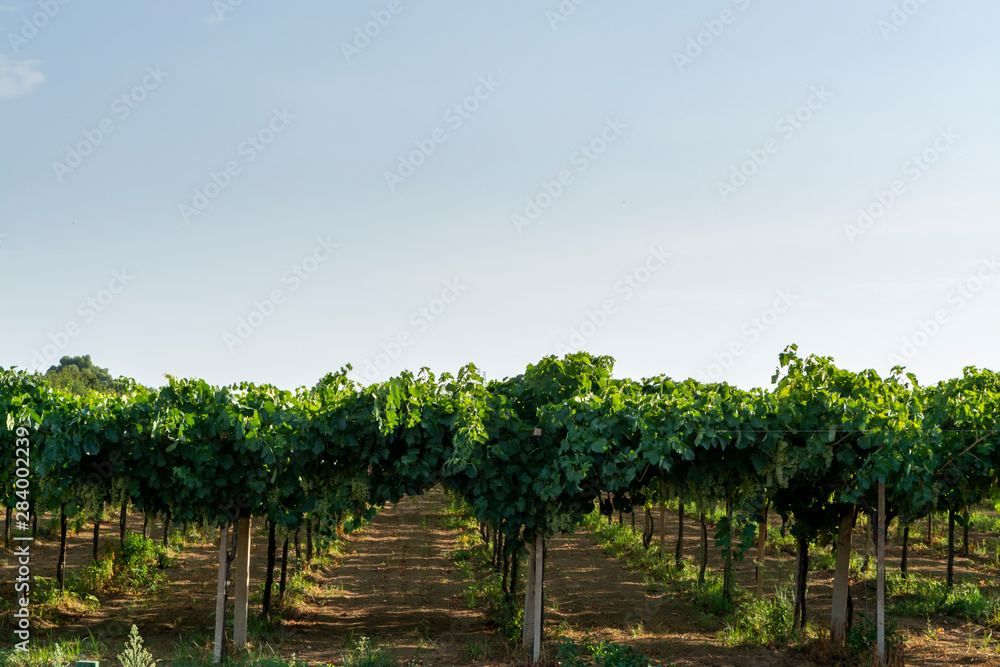 Vineyard with growing wine grapes on Italian hills, Italy