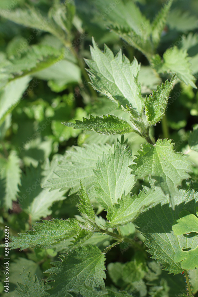 diuretic stinging nettle or Urtica Dioica for tonic herbal properties diuretic stinging nettle or Urtica Dioica for tonic herbal properties