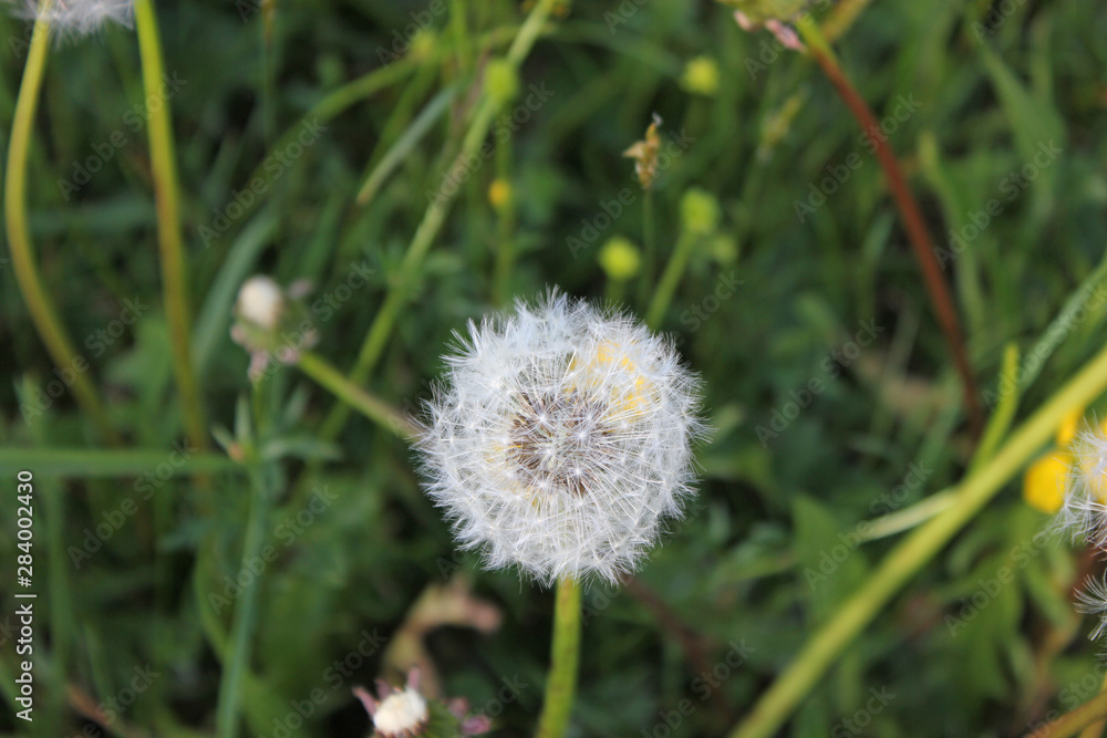 close up of a white dandelion in summer