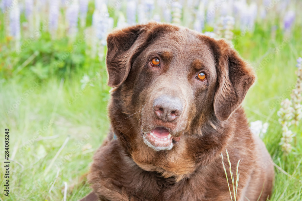 Large chocolate lab hotsell