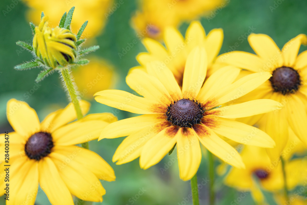 Obraz premium Original close up photograph of cheery yellow Rudbeckia flowers growing in a garden