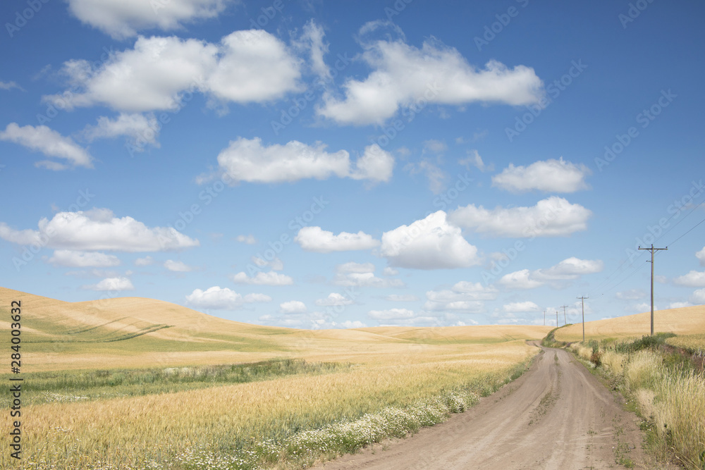 Original photograph of a gravel road going through rolling hills of golden wheat fields with wildflowers framing the road