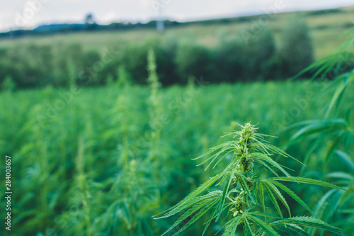 Summer hemp field ready to harvest