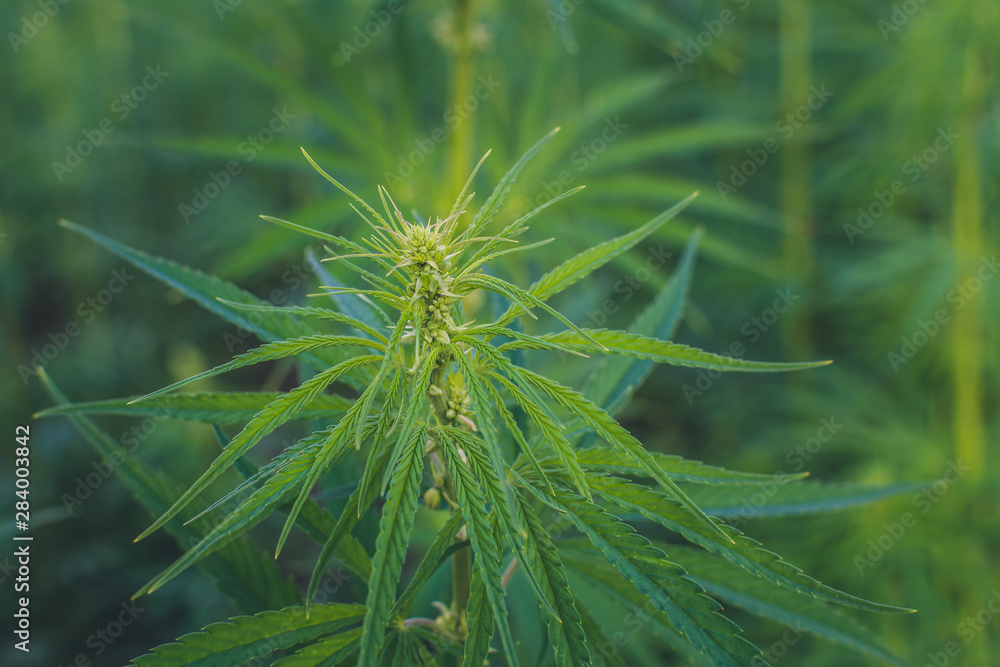 Summer hemp field ready to harvest Summer hemp field ready to harvest