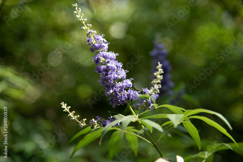 purple vitex bloom photo