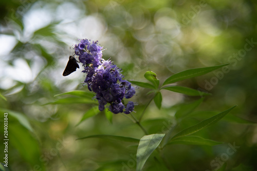 vitex with small butterfly