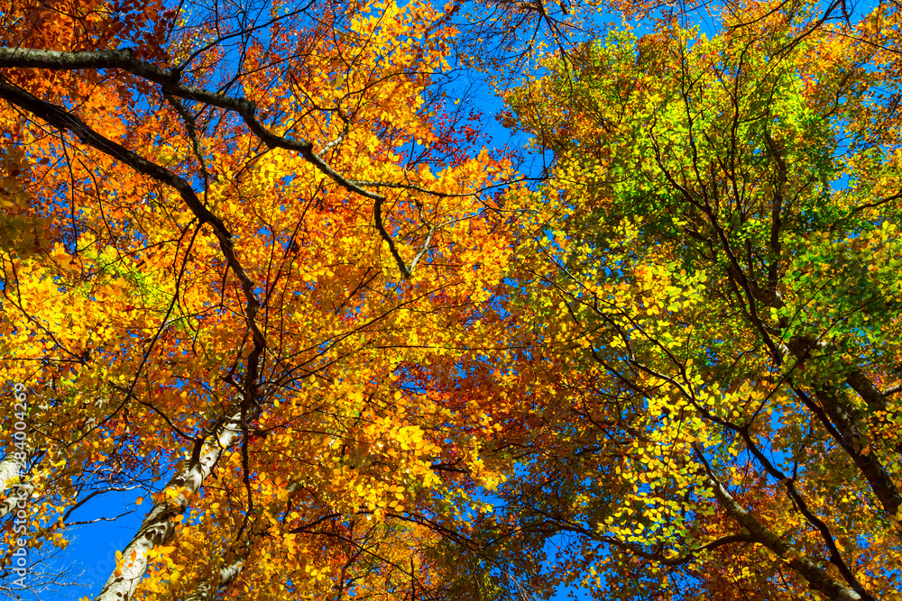 red autumn tree krone, natural autumn background red autumn tree krone, natural autumn background