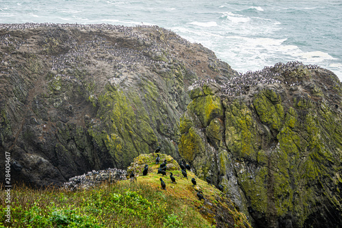 Nesting sea birds
