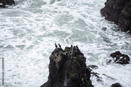 Nesting sea birds on black cliffs