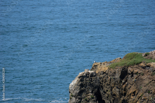Bird on cliff overlooking ocean