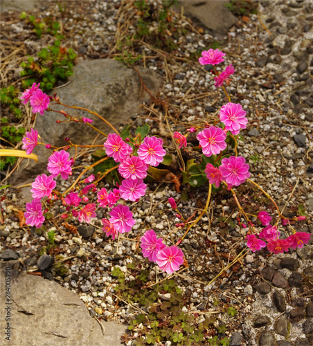 Pink sedum flowers in rock garden