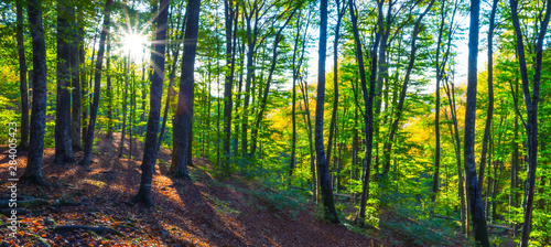 beautiful autumn mountain forest in a rays of sun