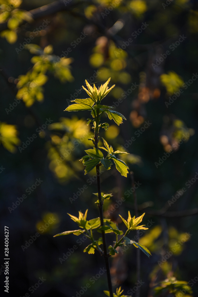 leaves of a tree in spring