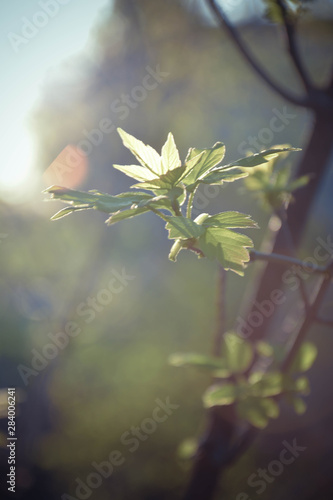 leaves in the sun