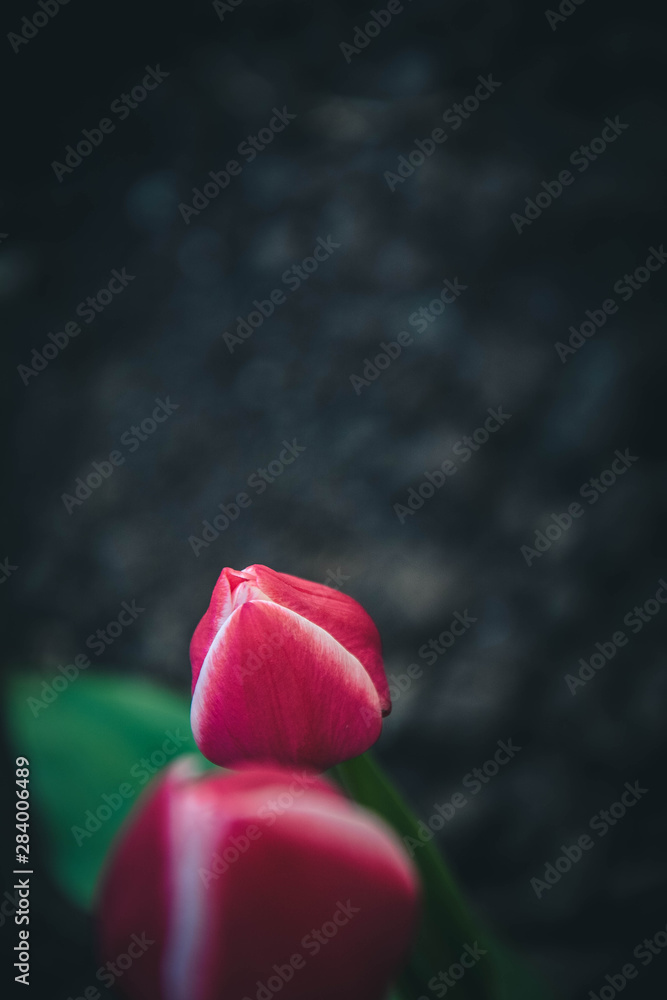 red rose in garden