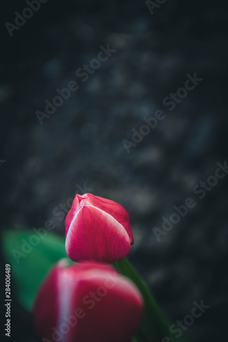 Obraz na płótnie red rose in garden w salonie