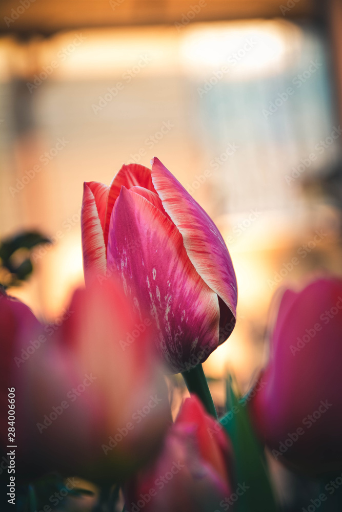 tulip in the garden