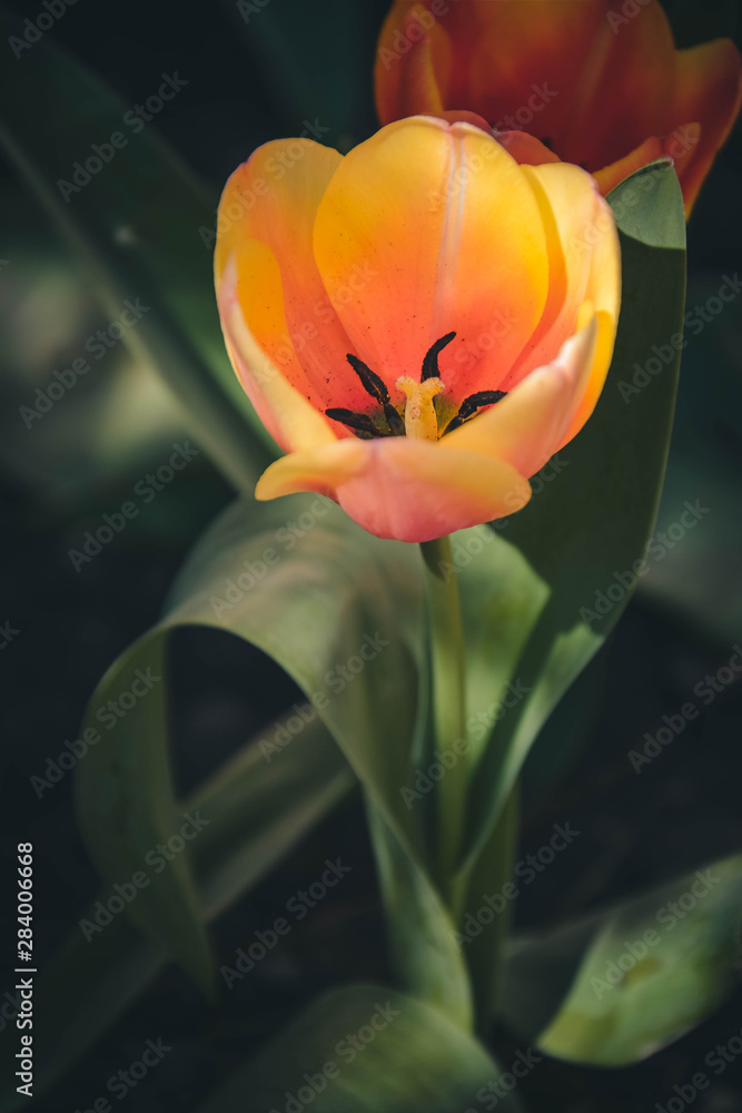tulip in the garden