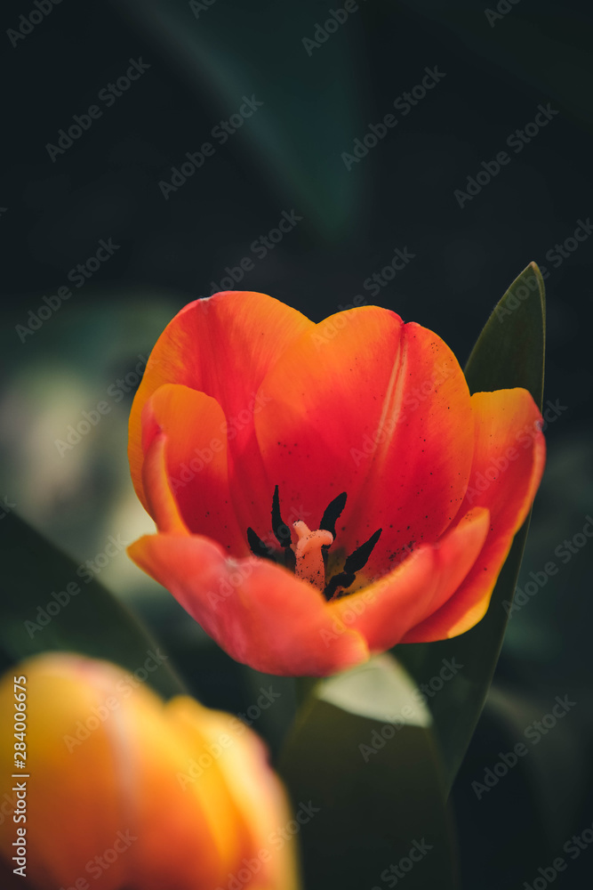 red tulip on green background