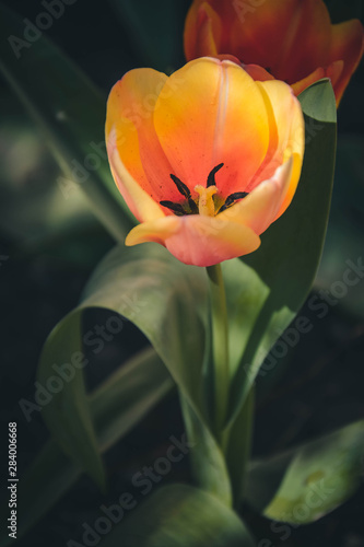 Obraz na płótnie tulip in the garden w salonie