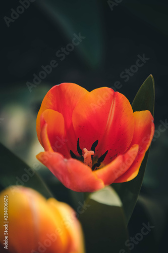 red tulip on green background