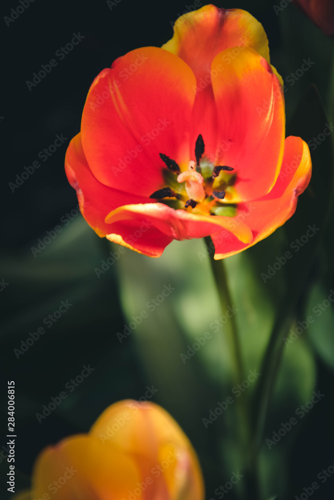 tulip on green background