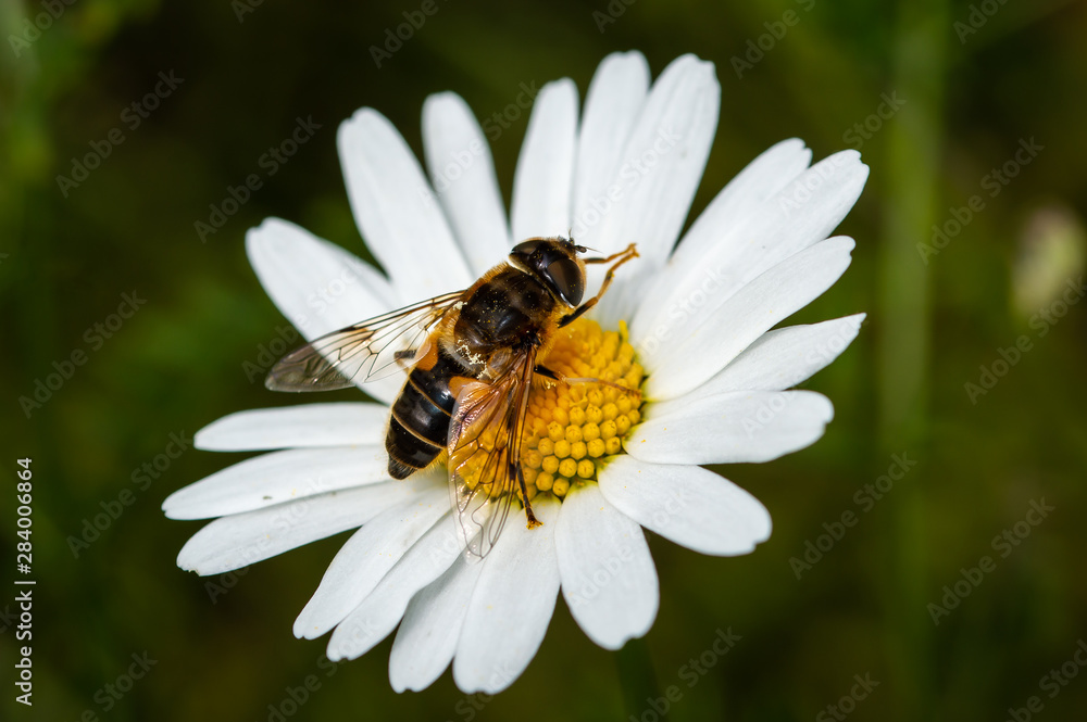 Hoverfly on oxeye daisy Hoverfly on oxeye daisy