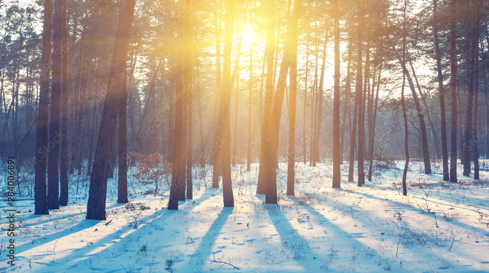 beautiful winter evening scene, pine tree forest in a light of evening sun, a winter sunset