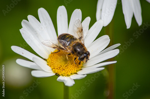 Hoverfly resting on oxeye daisy