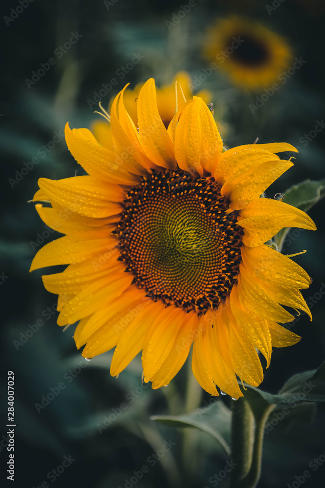 sunflower