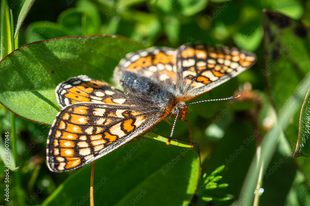 Obraz premium Marsh Fritillary butterfly with its wings well stretched out