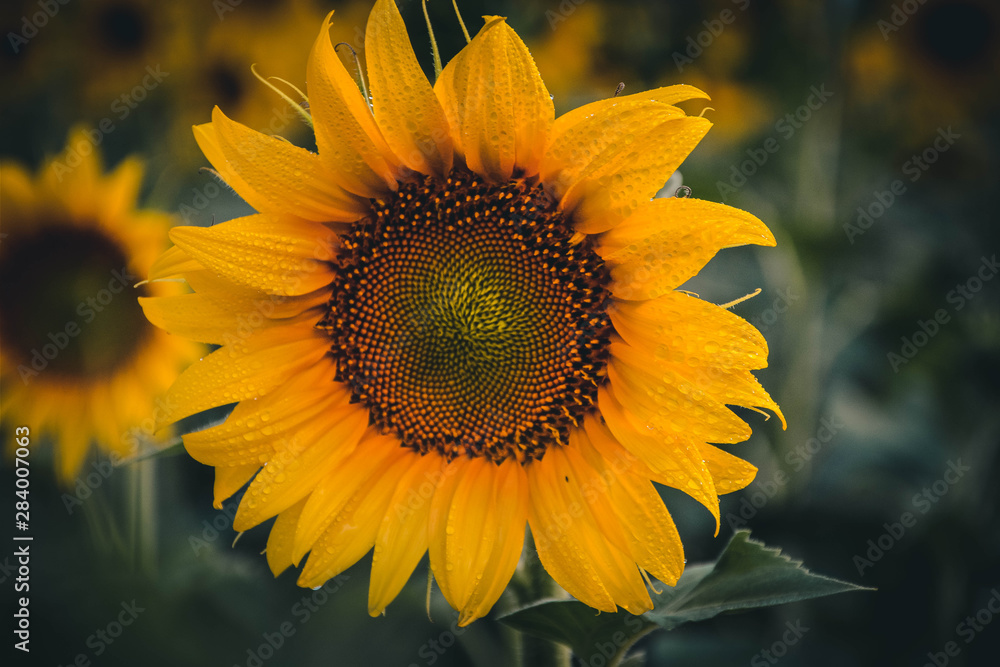 sunflower