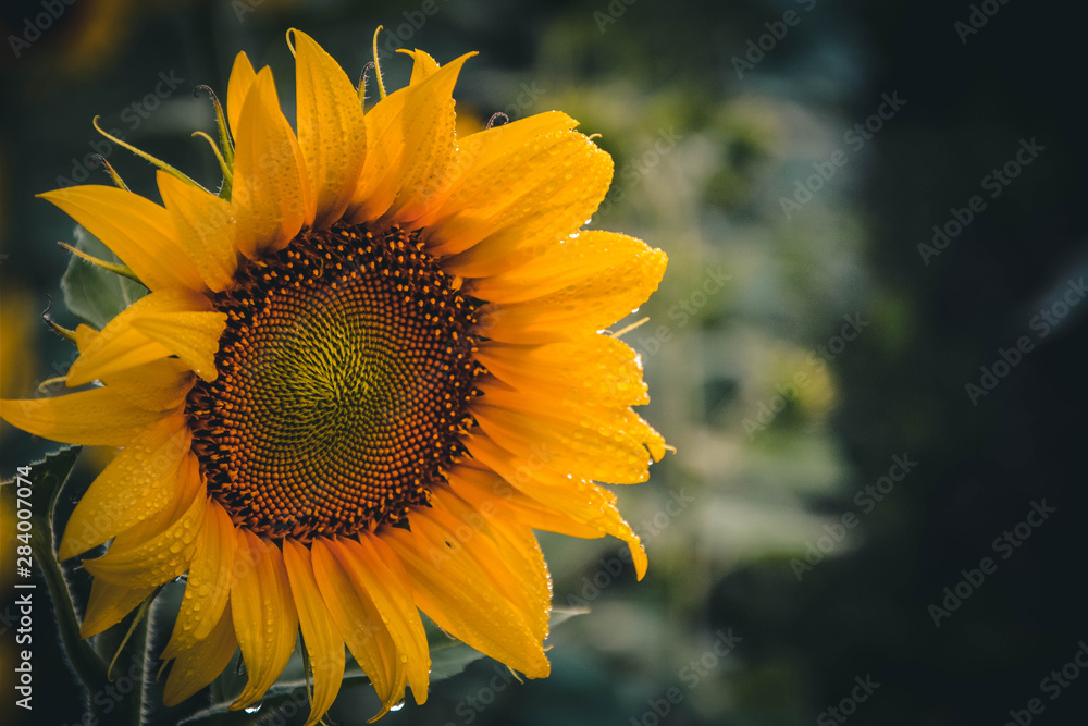 sunflower on a background of blue sky