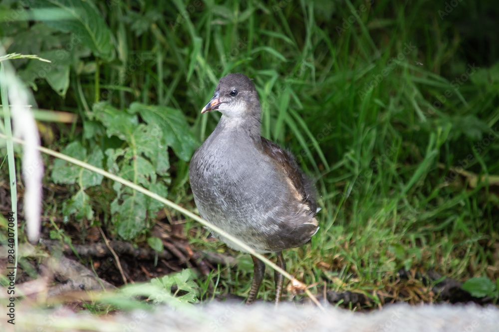 Moorhen juvenile out of the water Moorhen juvenile out of the water