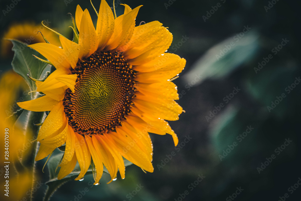 sunflower