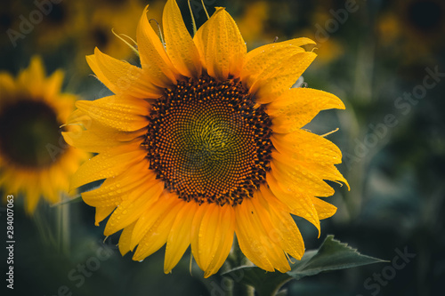 sunflower 