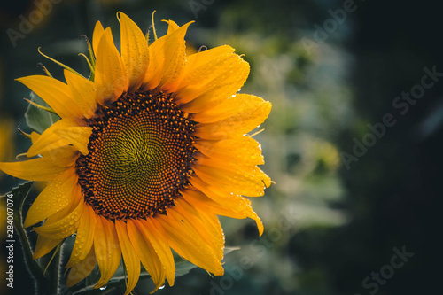 Obraz na płótnie sunflower on a background of blue sky w salonie