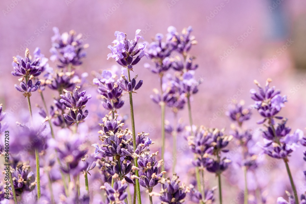 Lavender on lavenders field in bloom Lavender on lavenders field in bloom