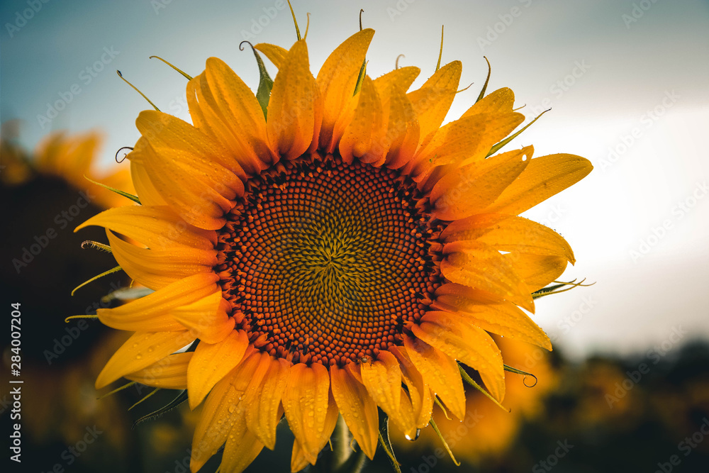 sunflower on background of blue sky