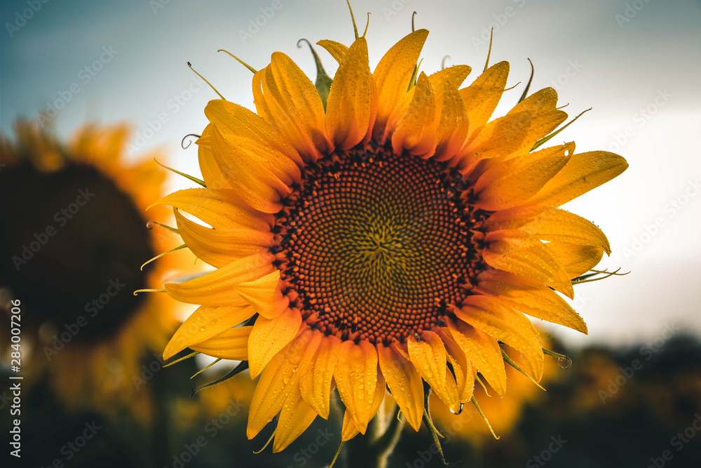 sunflower