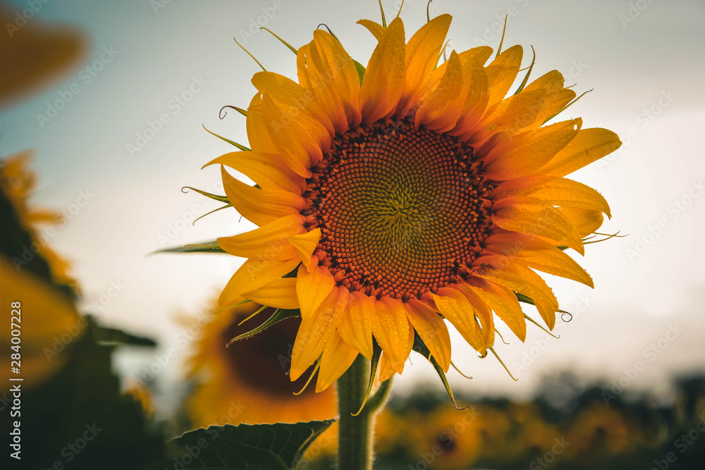sunflower on background of blue sky