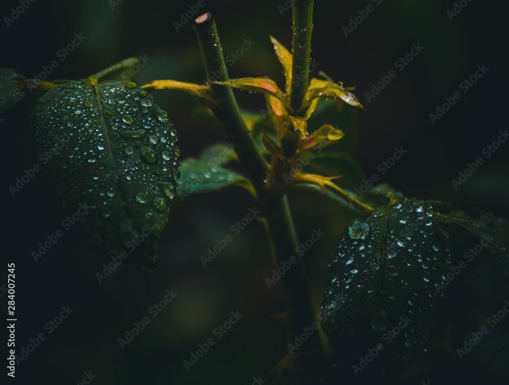 leaf with drops of water