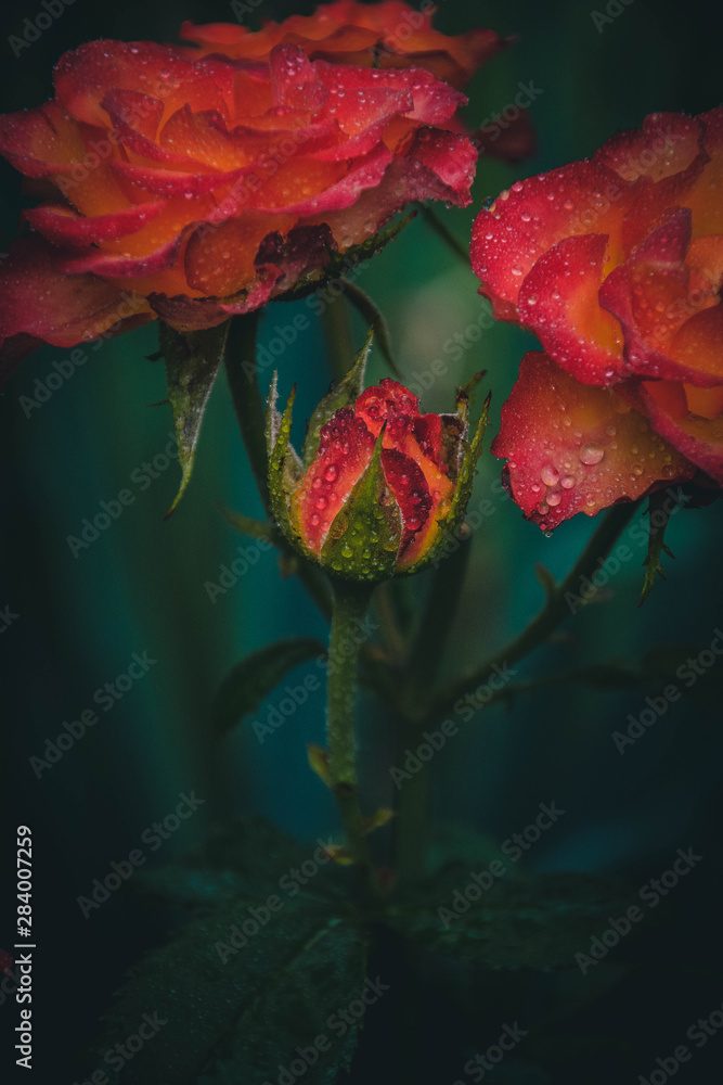 red rose on black background