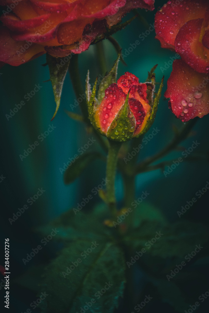 red rose on black background
