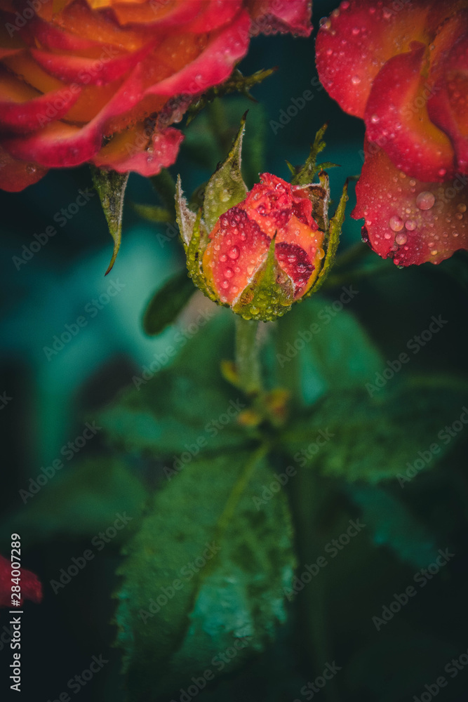 red rose with drops of water